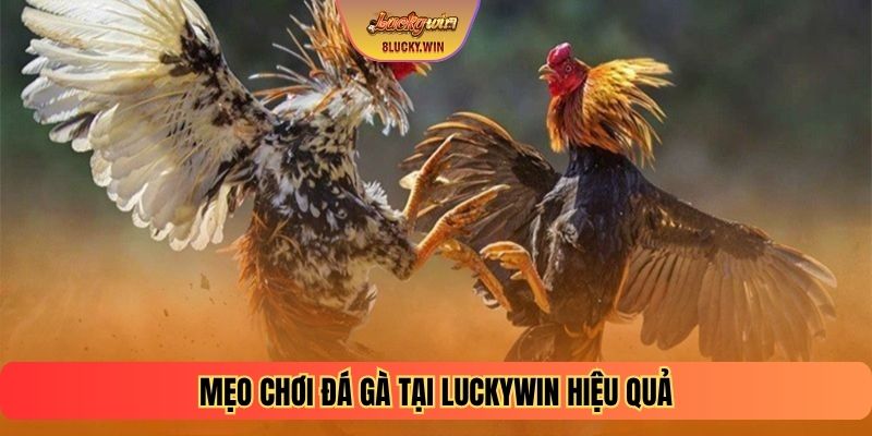 Mẹo chơi Đá gà tại Luckywin hiệu quả